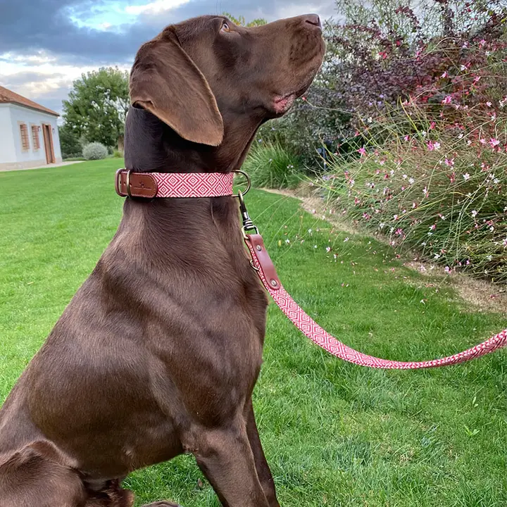 Mambo halsband Voor Groot en Klein - Afbeelding 2