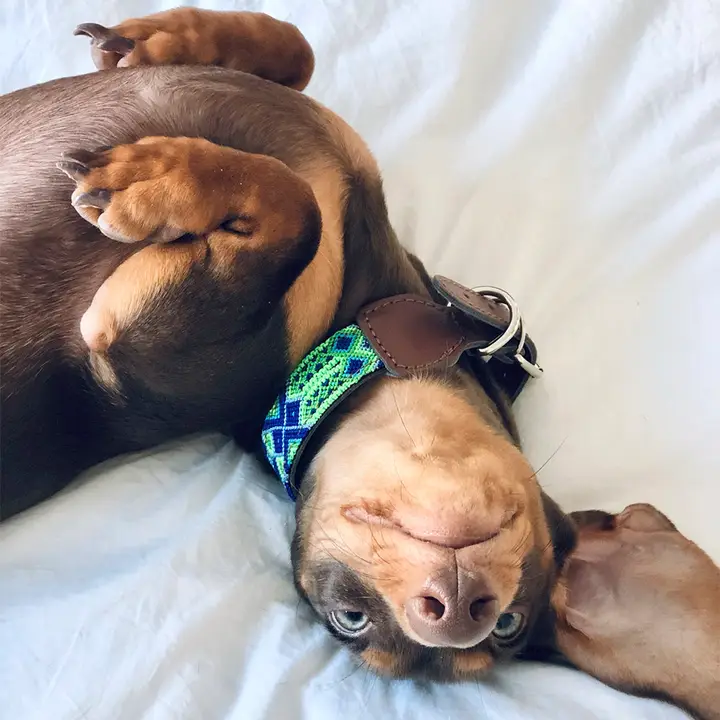 Halsband Cuate - Afbeelding 3