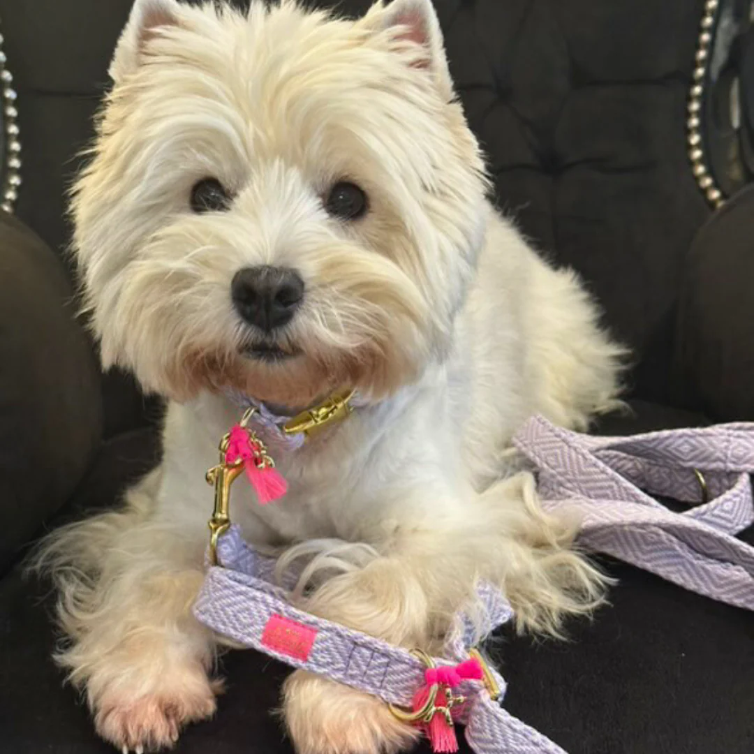 Halsband Lavendel - Afbeelding 4