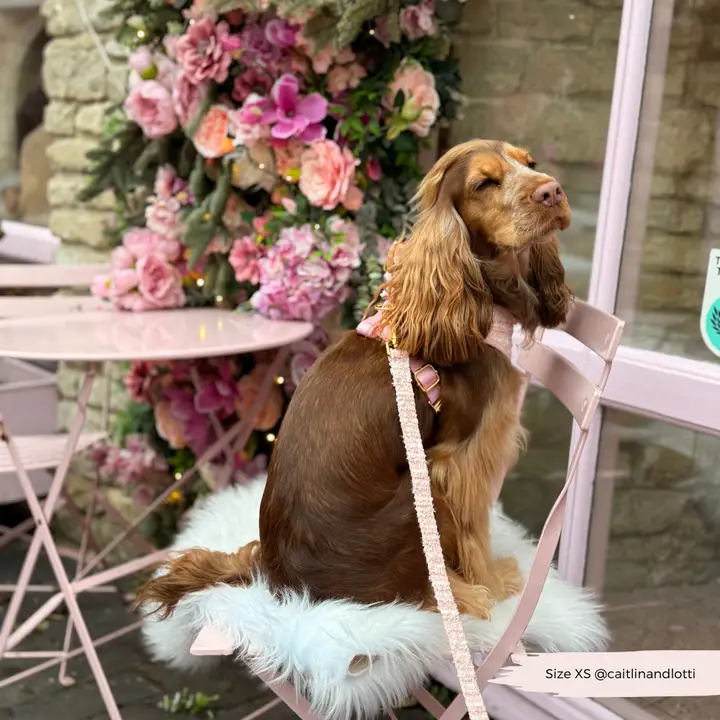 Leiband in Chanel stijl Van CocoPup London - Afbeelding 3