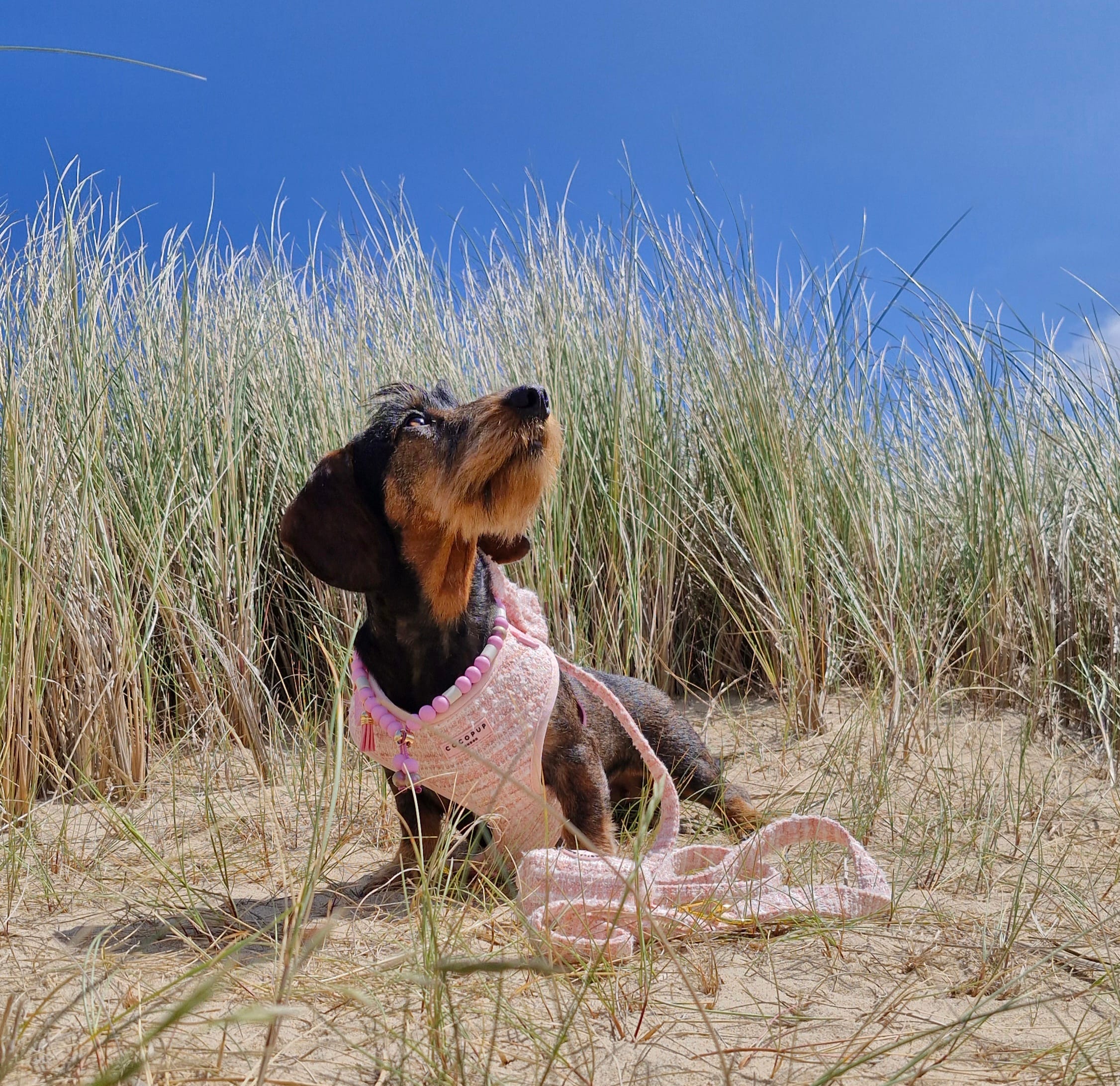 Strik in Chanel Stijl van CocoPup London - Afbeelding 3