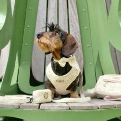 Boho Harnas van CocoPup London