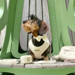 Boho Harnas van CocoPup London