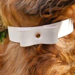 Halsband Splash Wit (van XS tot 2XL)