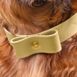 Halsband Splash Groen (van XS tot 2XL)