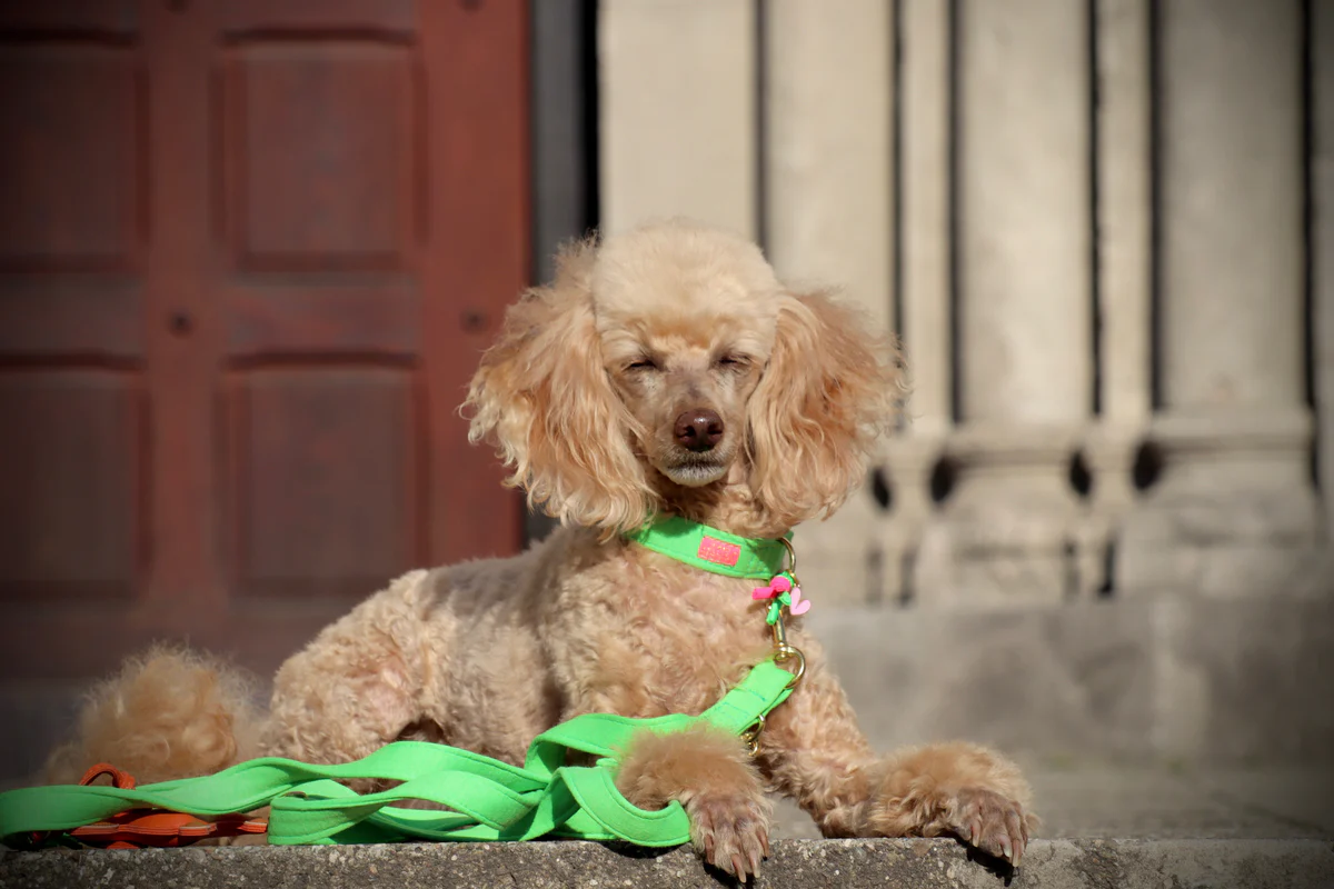 Halsband Neon Groen