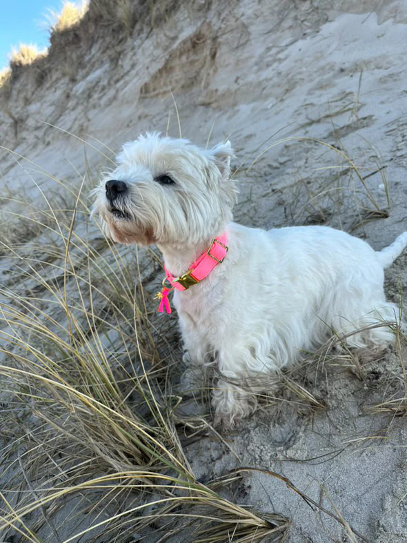 Halsband Neon Roze - Afbeelding 5