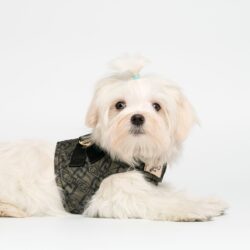 Liu-Jo Lichtgewicht Harnas voor Kleine Honden - Military Street
