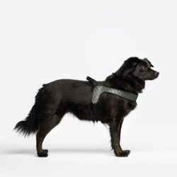 Liu-Jo Harnas voor Grote Honden- Military Street
