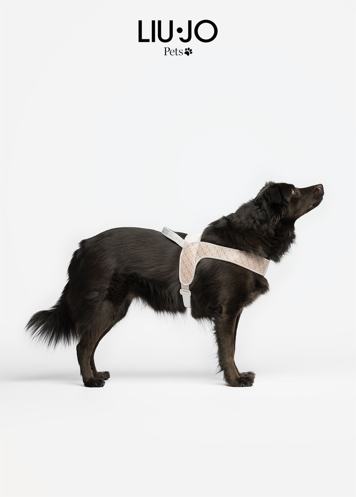 Liu-Jo Harnas voor Grote Honden- Caramel Lux