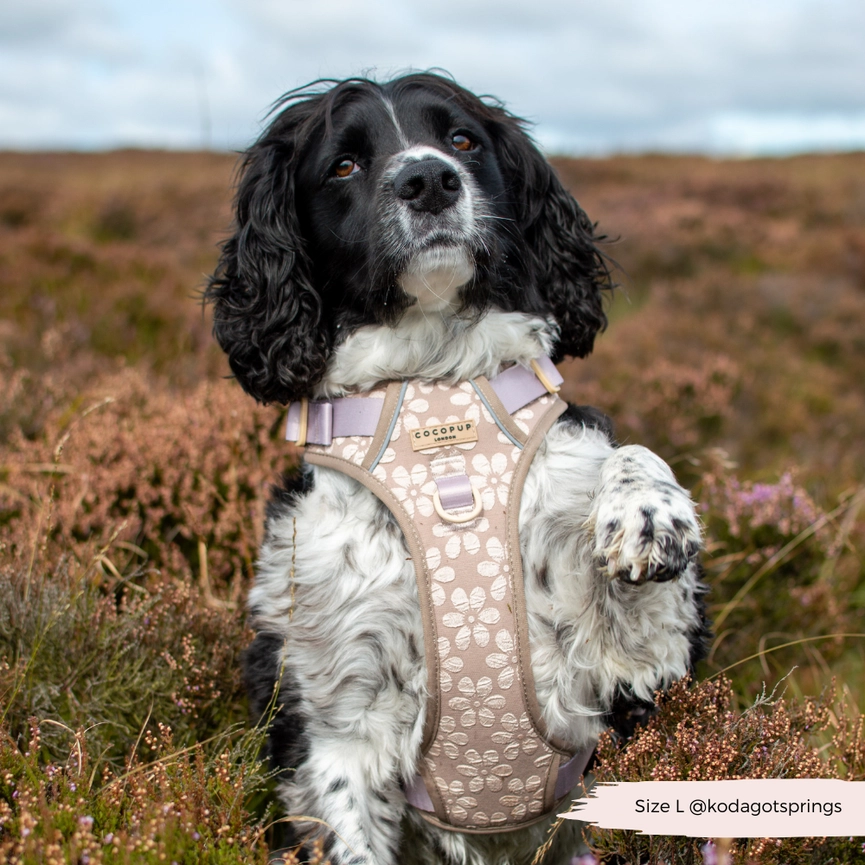 Explore Harnas - Mocha Flower