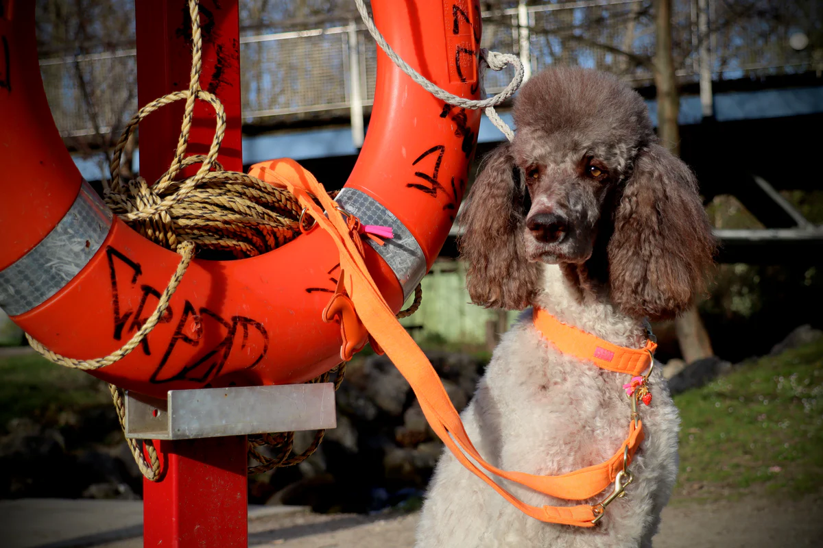 Leiband Neon Orange - Handsfree - Afbeelding 2