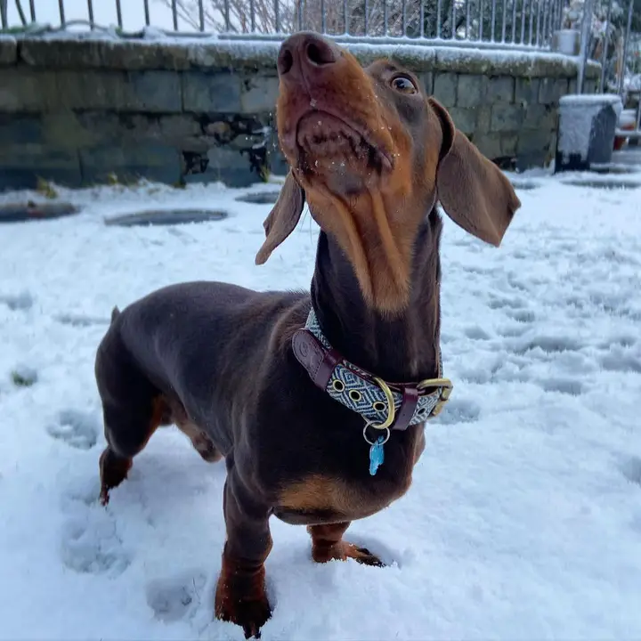 Dalton Halsband - Afbeelding 2