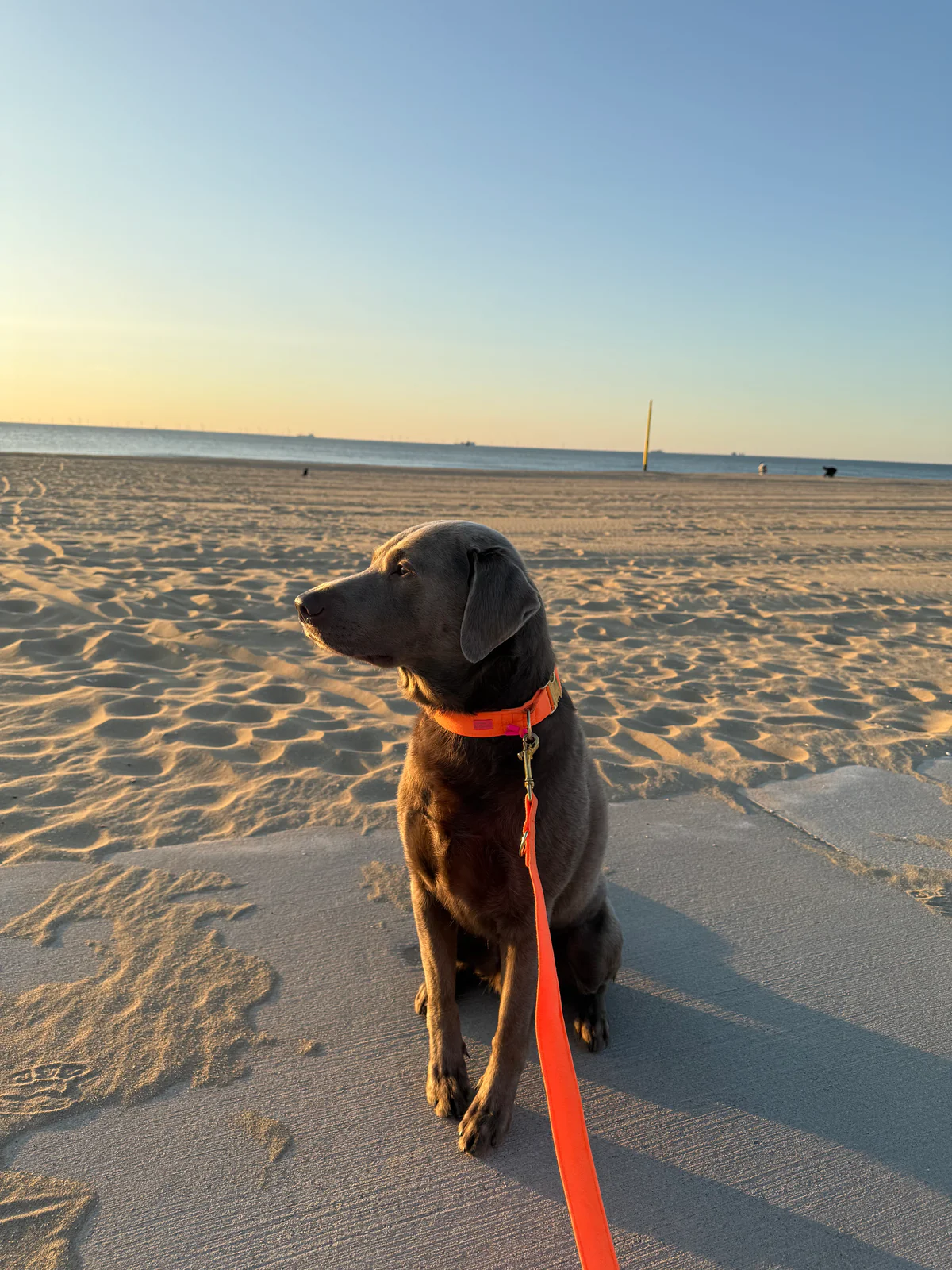 Halsband Neon Orange - Afbeelding 2