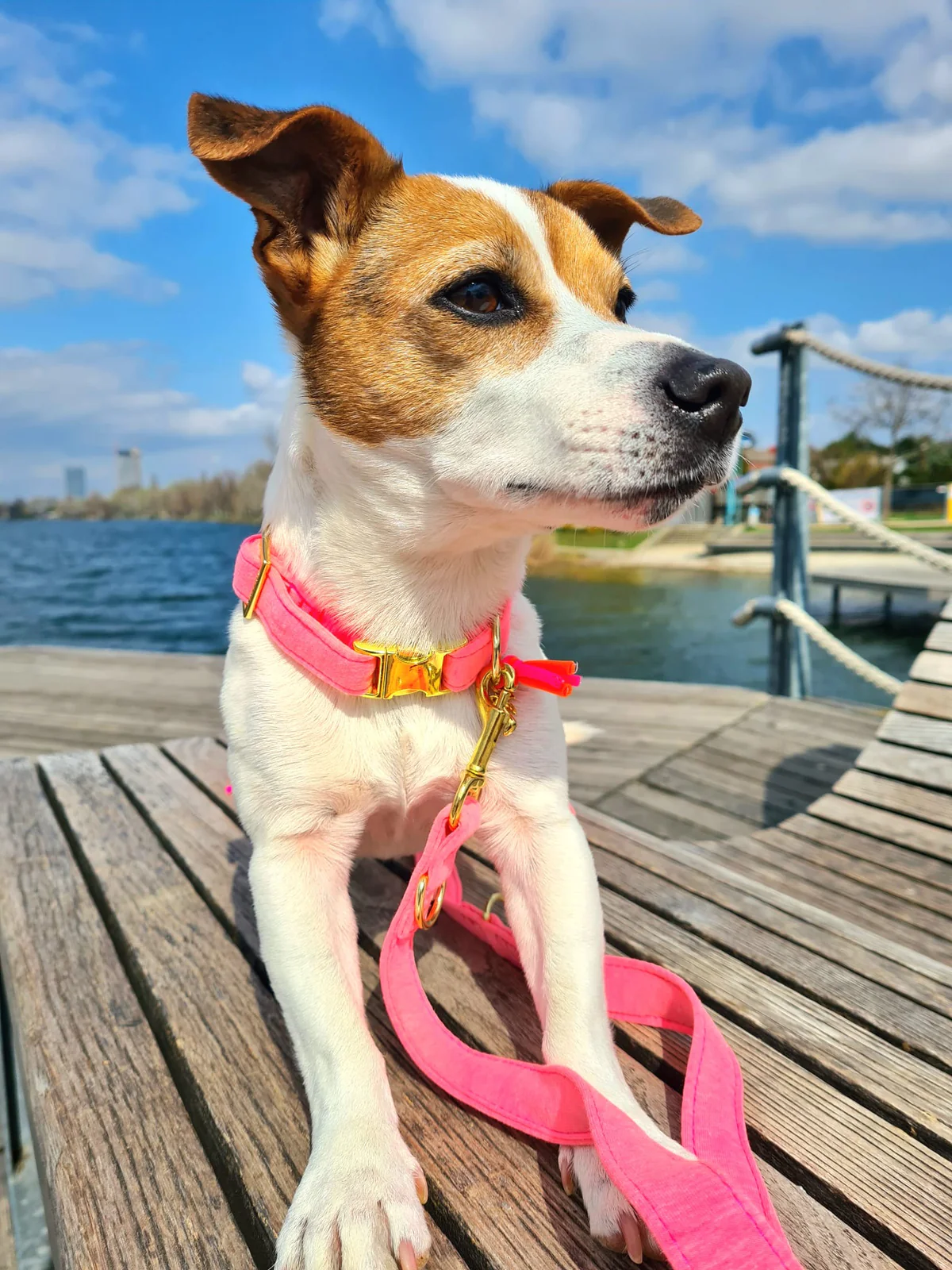 Halsband Neon Roze - Afbeelding 4