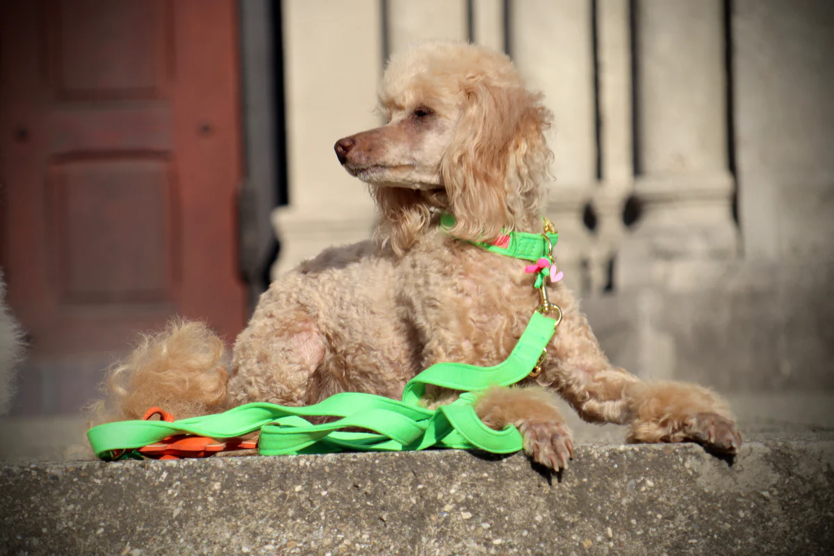 Leiband Neon Groen - handsfree - Afbeelding 3