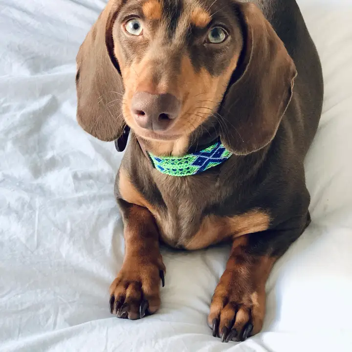 Halsband Cuate - Afbeelding 2