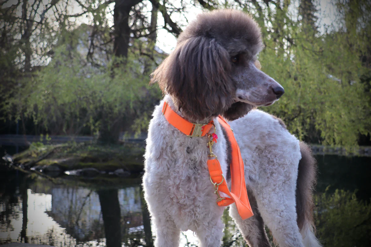 Halsband Neon Orange - Afbeelding 5