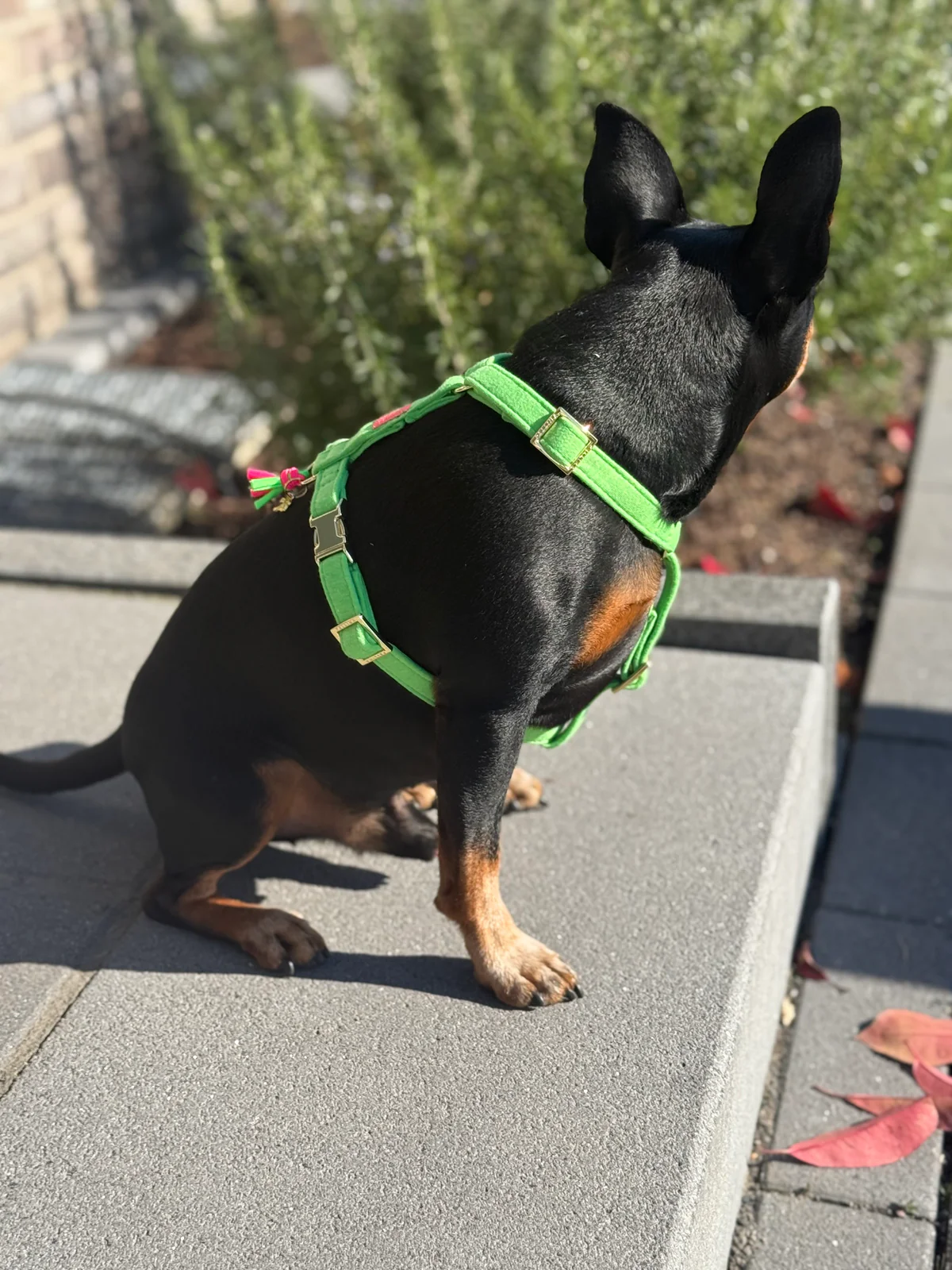 Harnas Neon Groen - Afbeelding 4