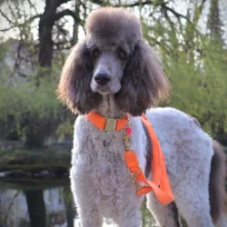 Halsband Neon Orange