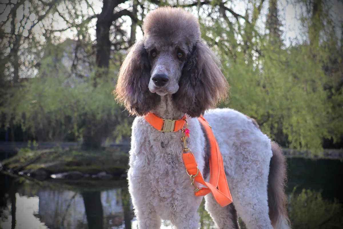 Halsband Neon Orange