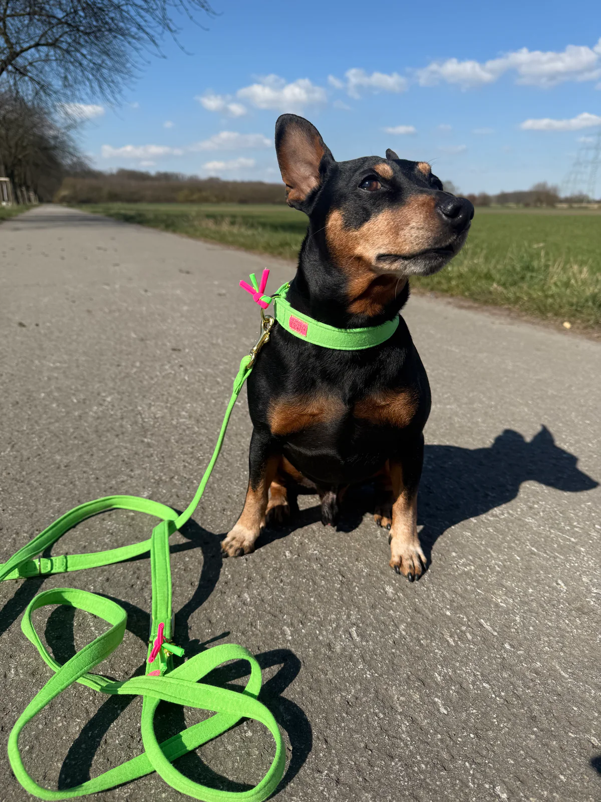 Halsband Neon Groen - Afbeelding 3