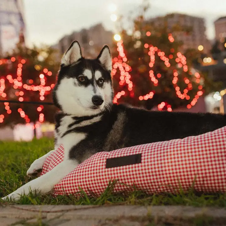 Rode Vichy Geruite Mand - Afbeelding 2