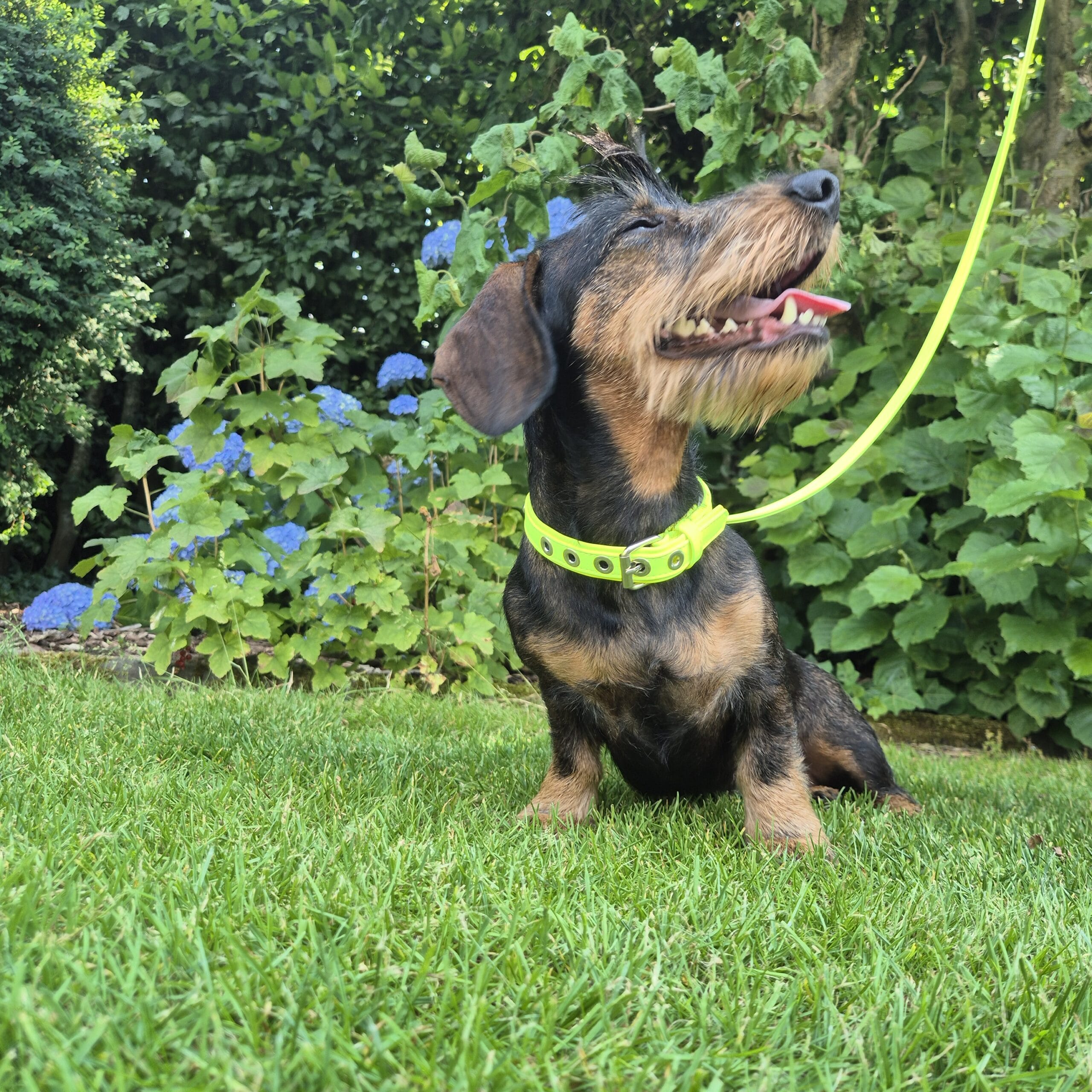 Liu-Jo Fluo Gele Halsband - Afbeelding 3