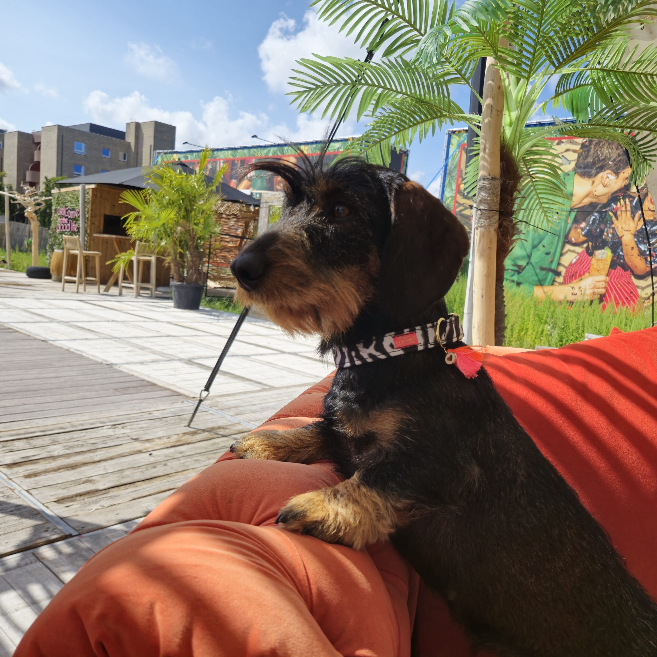 Halsband Animal Zebra - Afbeelding 2