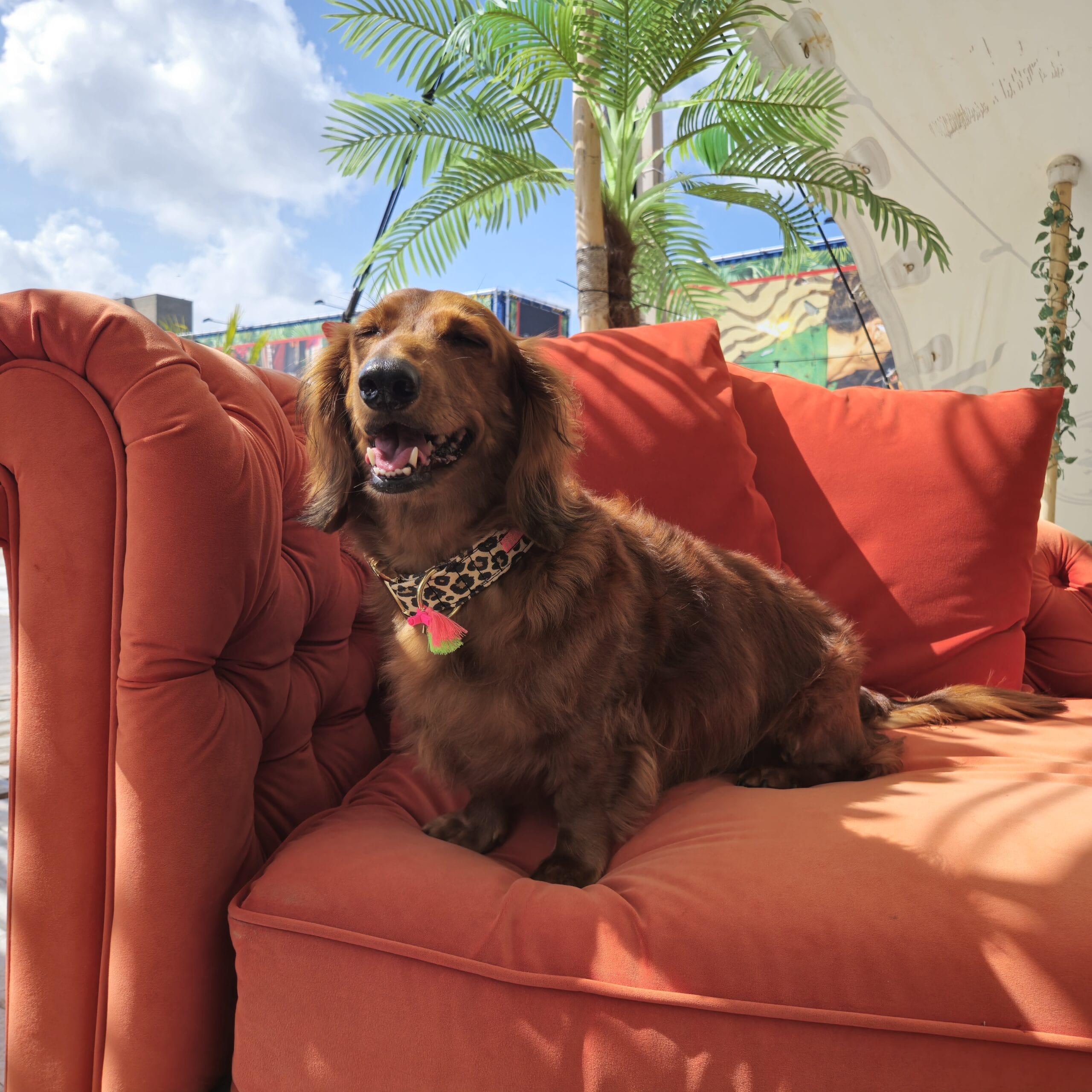 Halsband LeoLove - Afbeelding 3