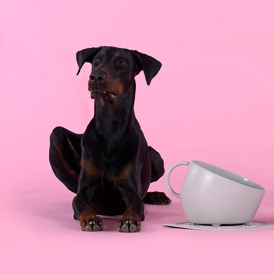 Eet / Drinkbak met Antislipmat voor grote honden - Afbeelding 2