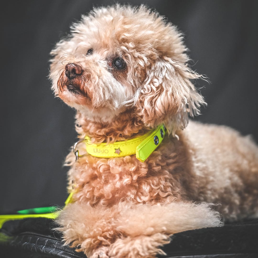 Liu-Jo Fluo Gele Halsband - Afbeelding 5