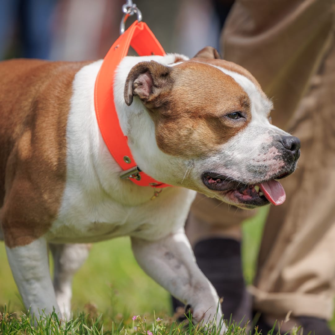 Liu-Jo Fluo Oranje Halsband - Afbeelding 3