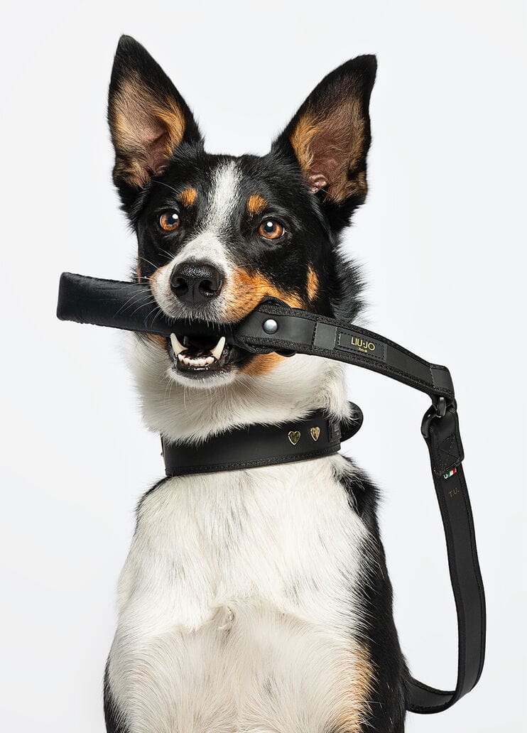liu-Jo leiband voor Grote Honden