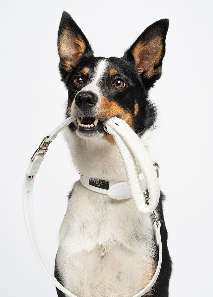 liu-Jo leiband voor Grote Honden
