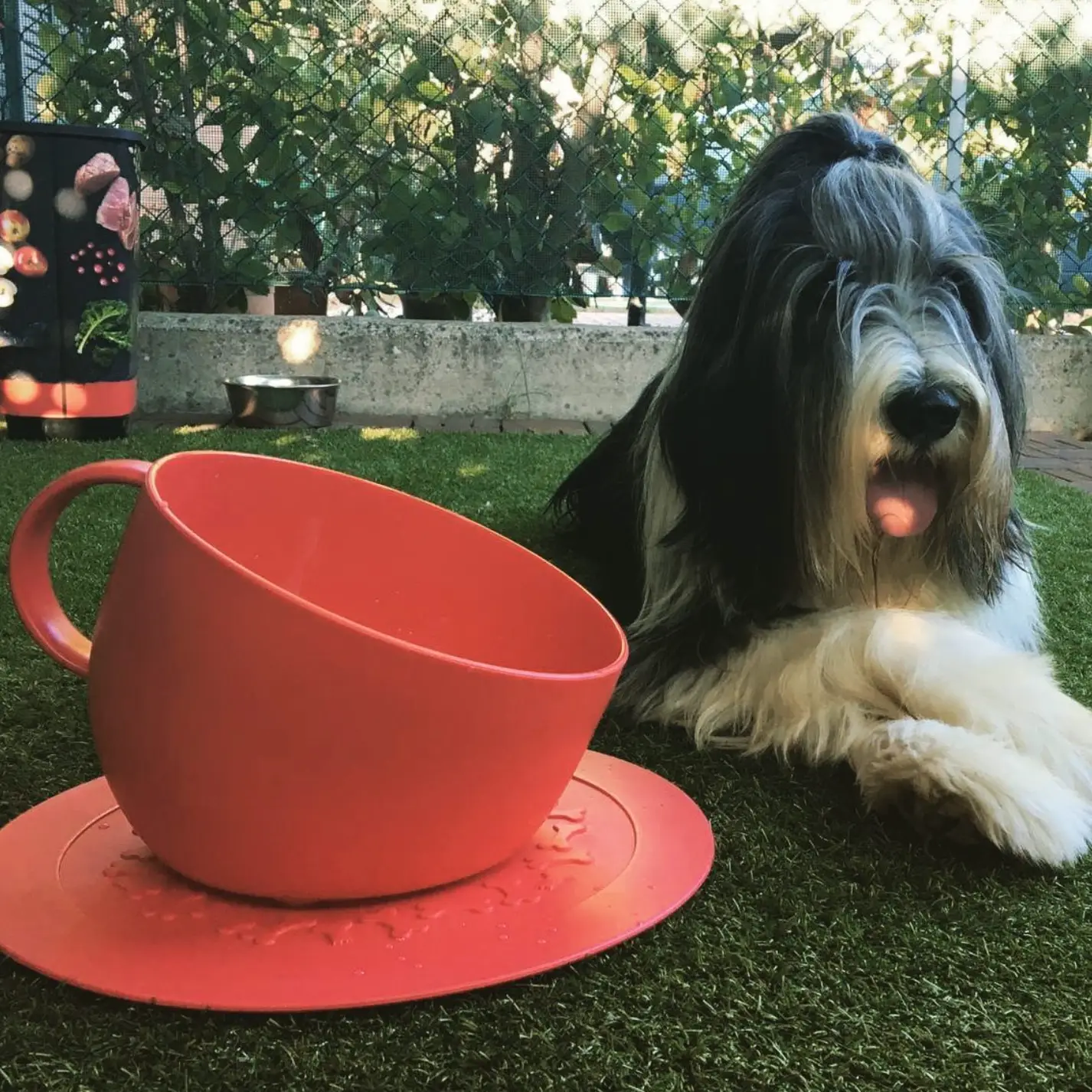 Eet/ Drinkbak met Antislipmat voor Grote Honden - Afbeelding 3