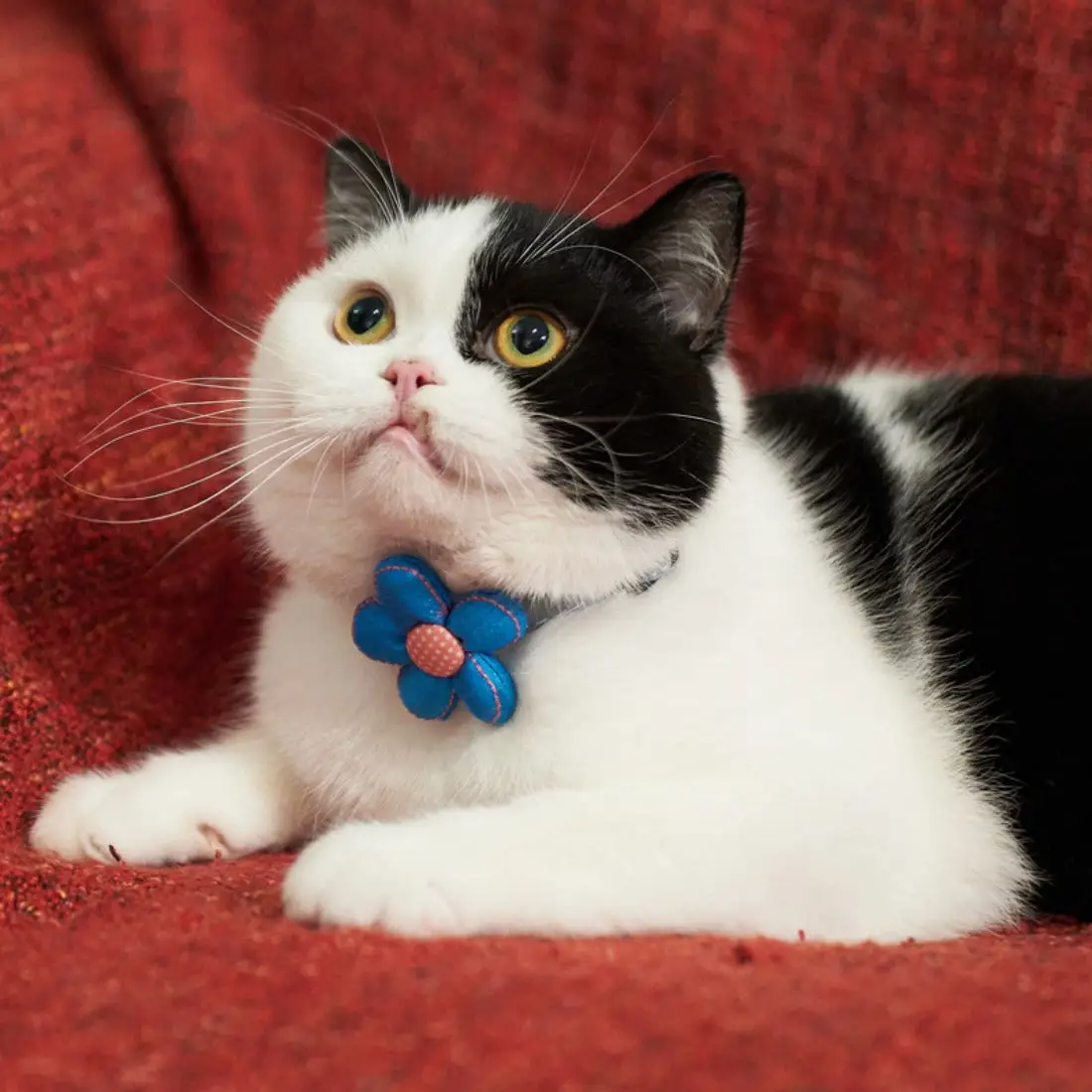 Schattige Verstelbare Kattenhalsband - Afbeelding 2