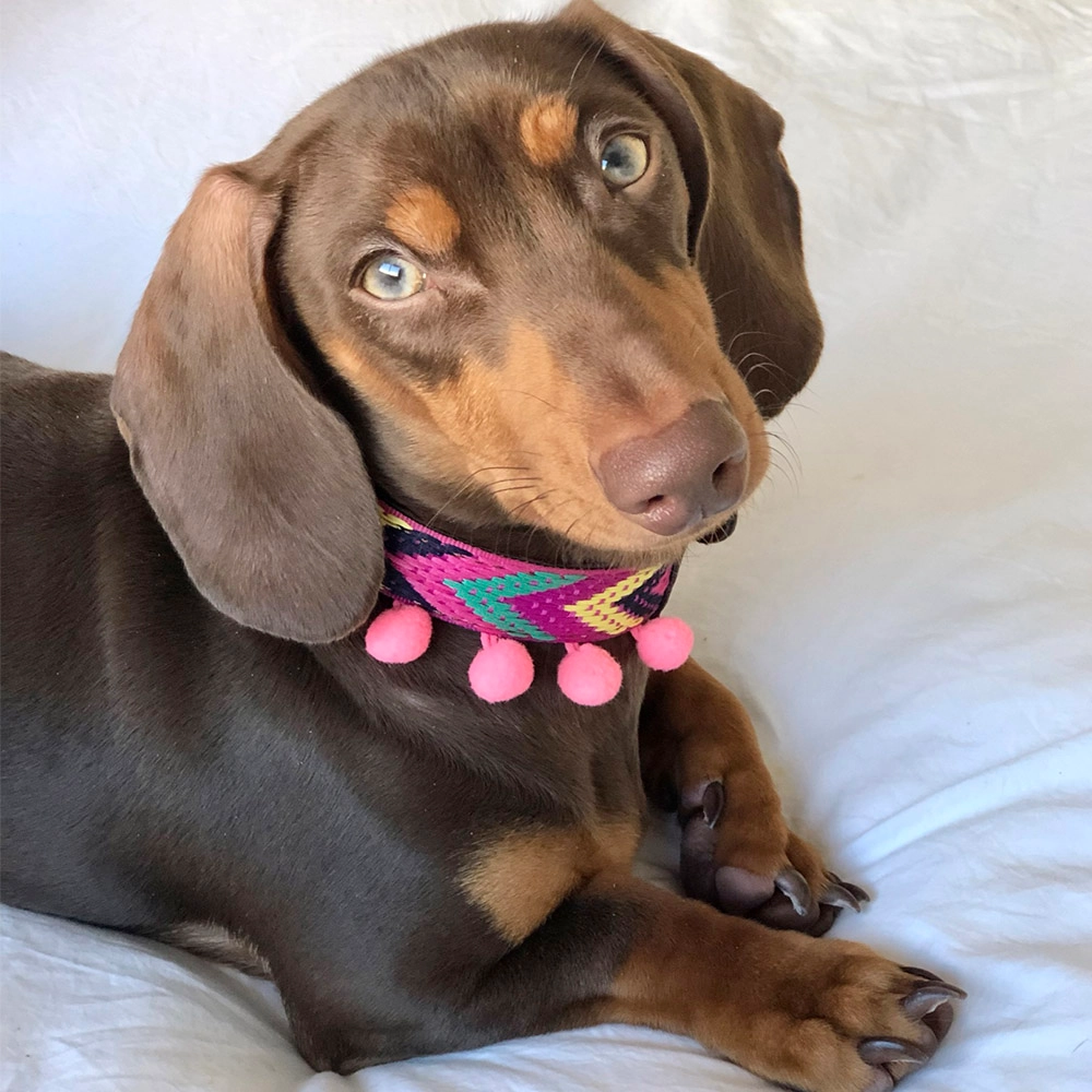 Elena Halsband - Afbeelding 4