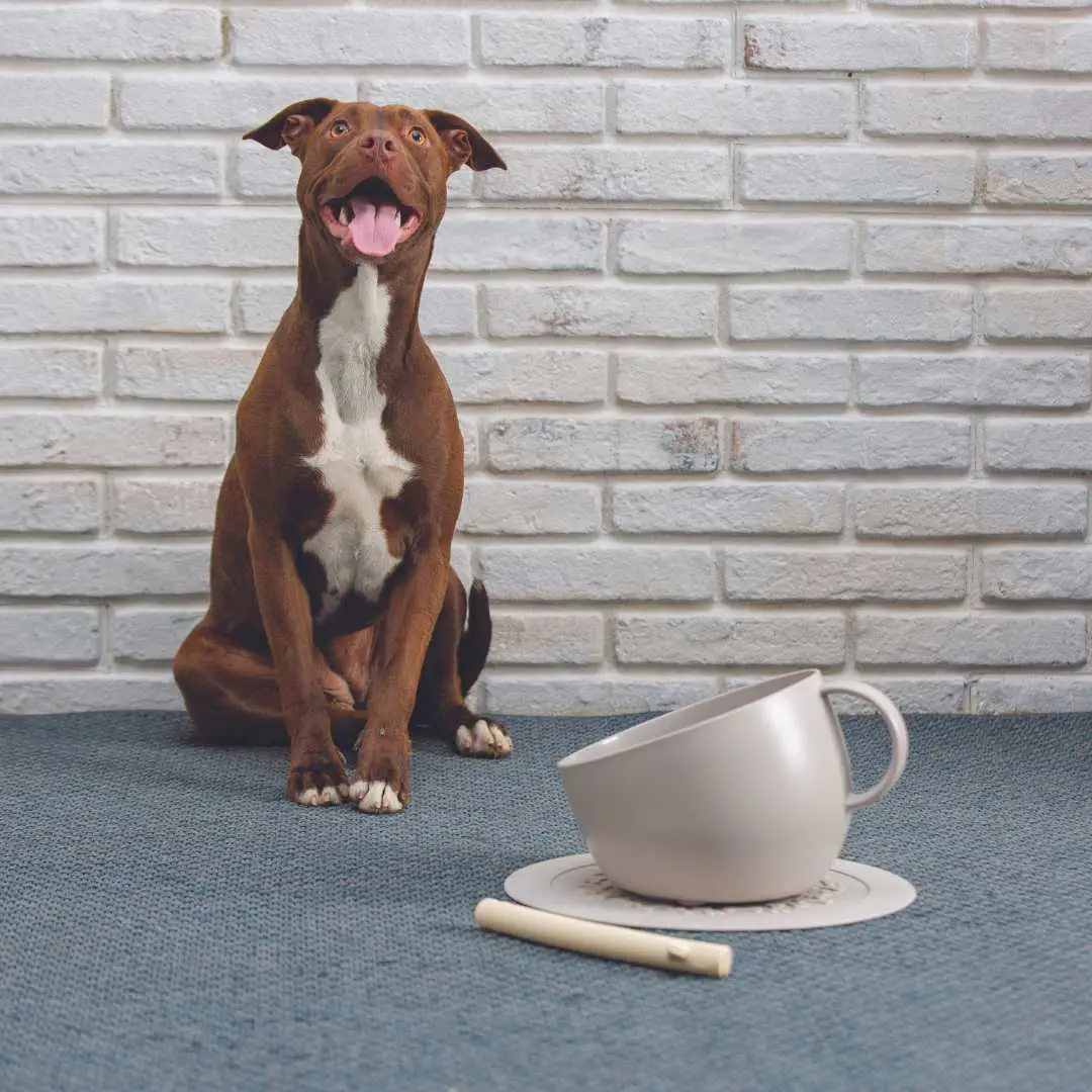 Eet / Drinkbak met Antislipmat voor grote honden - Afbeelding 3