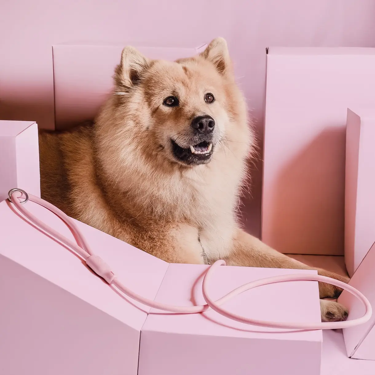 HondenLeiband Blauw, Groen of Roze - Afbeelding 6