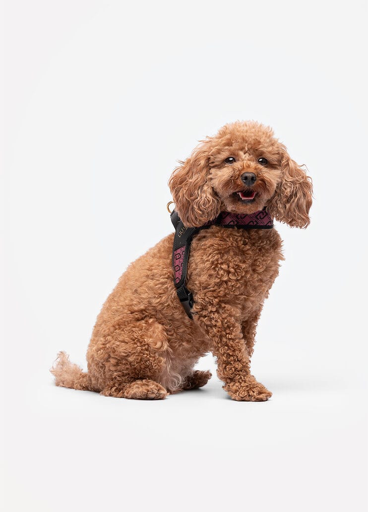 Liu Jo Harnas voor Middelgrote Honden Rose Animalier - Afbeelding 2