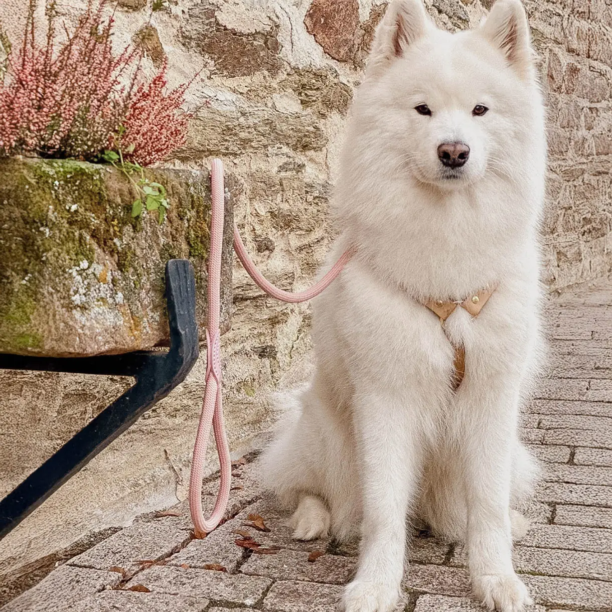 HondenLeiband Standaard - Afbeelding 7