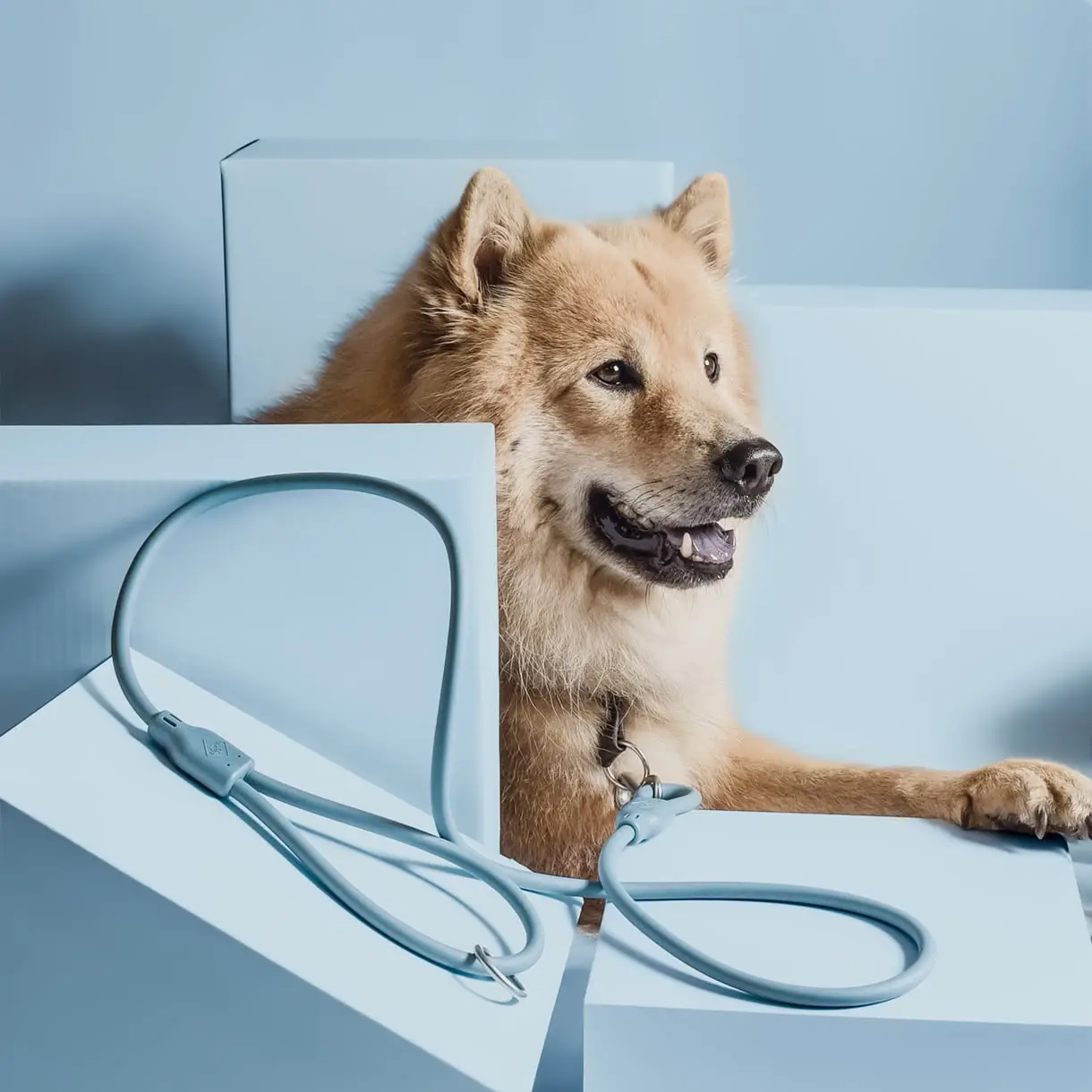 HondenLeiband Blauw, Groen of Roze - Afbeelding 2