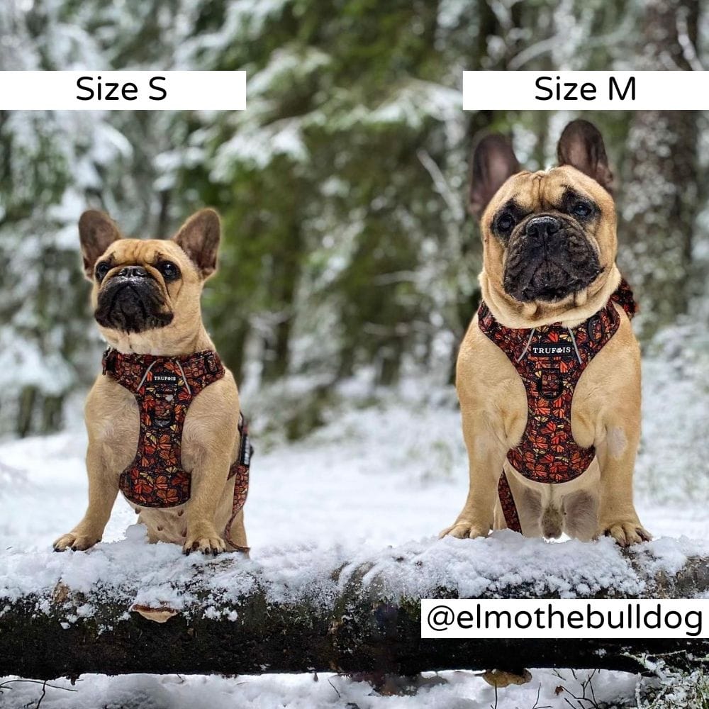 Fall and Fly Harnas - Afbeelding 5