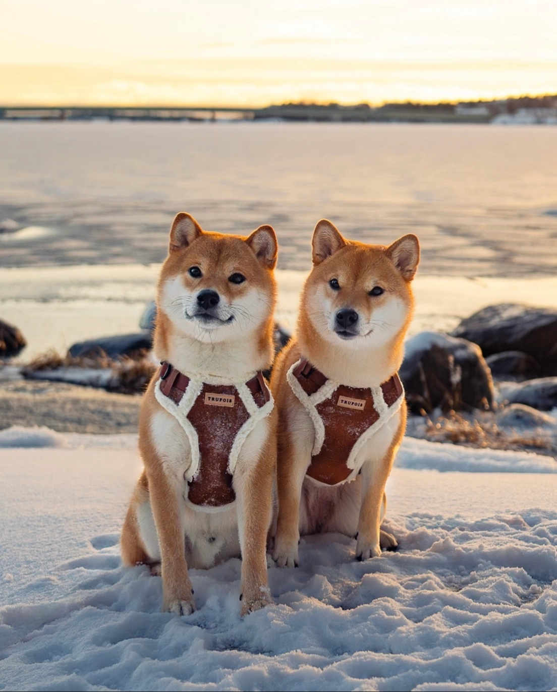 Top Gun Harnas - Afbeelding 4