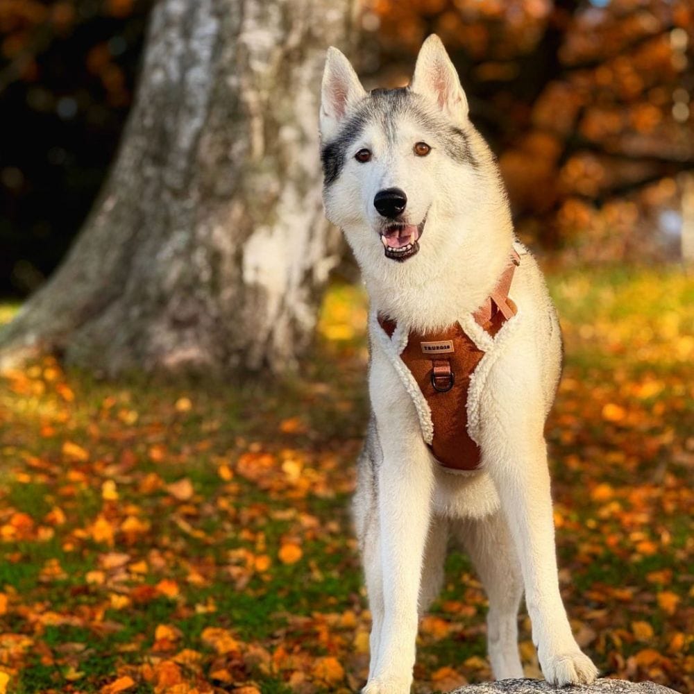 Top Gun Harnas - Afbeelding 3