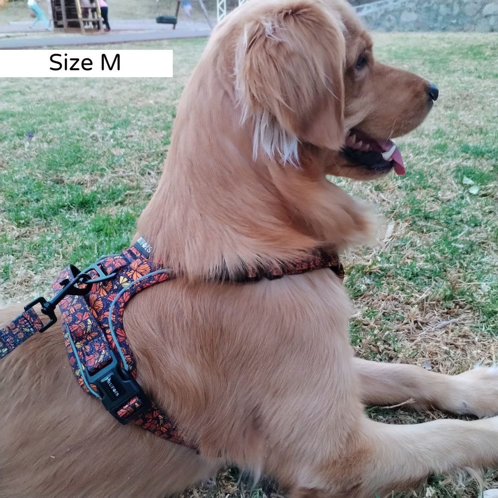 Fall and Fly Harnas - Afbeelding 2