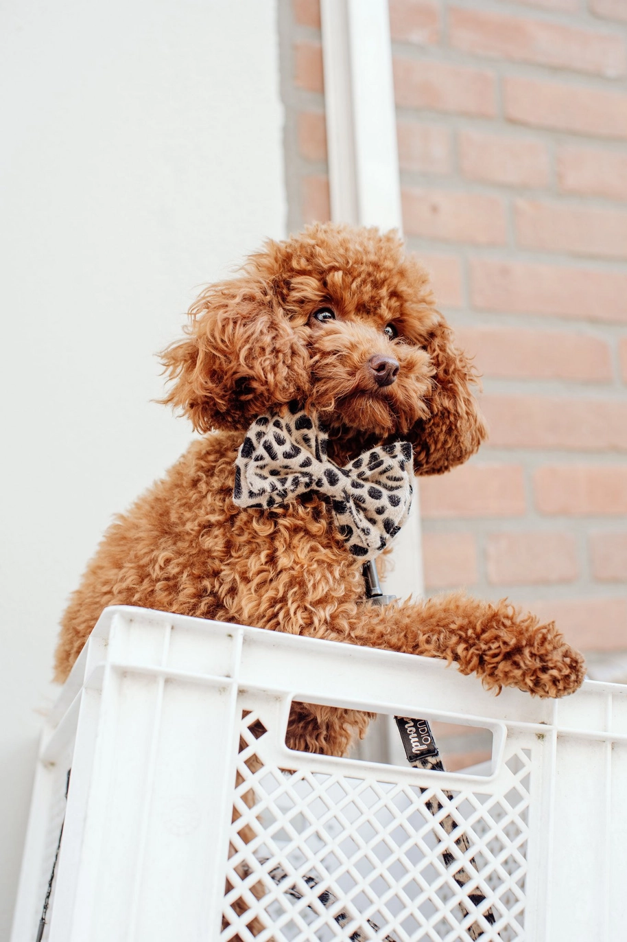 Strik Cheetah - Studio Proud - Afbeelding 3