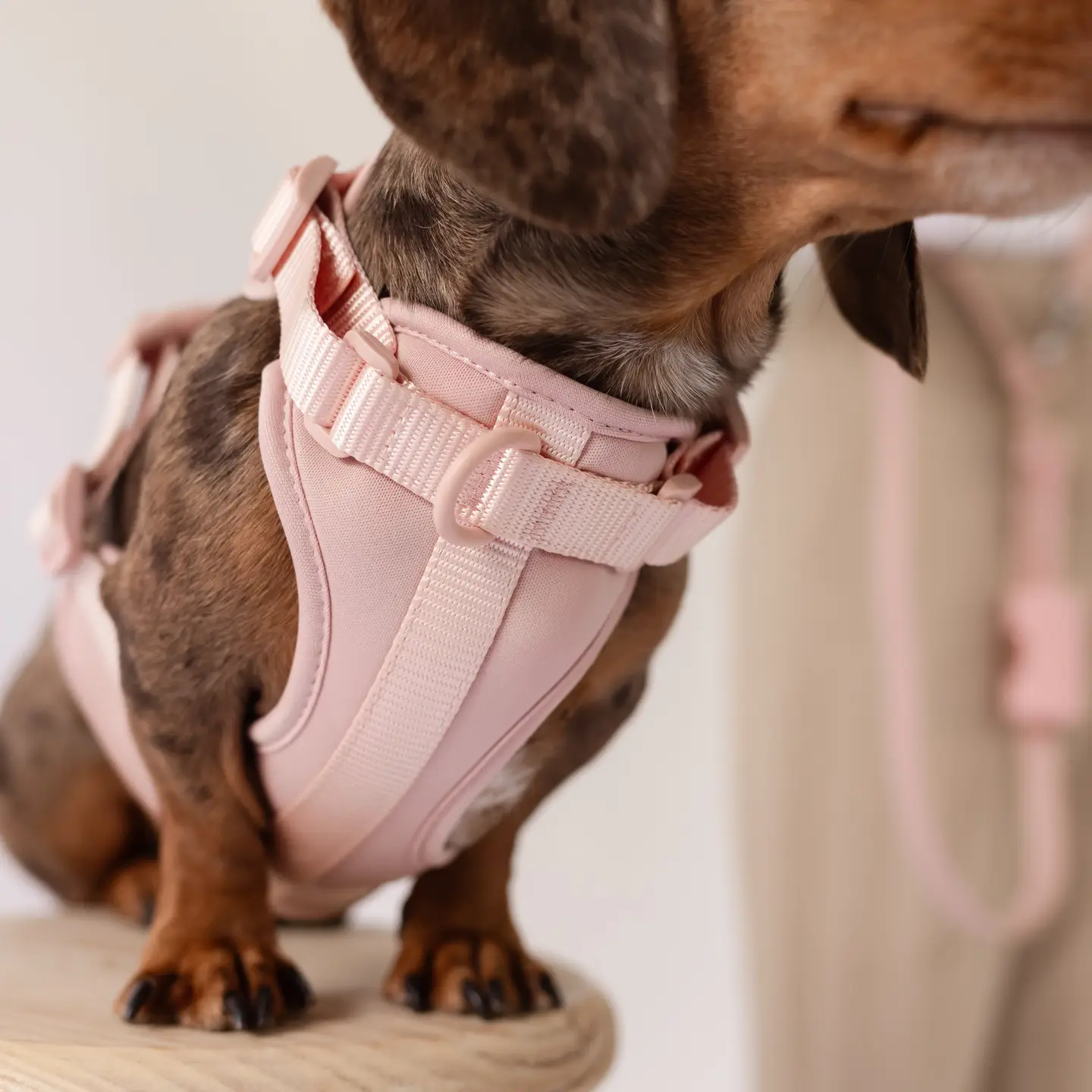 Harnas in Neoprene Roze