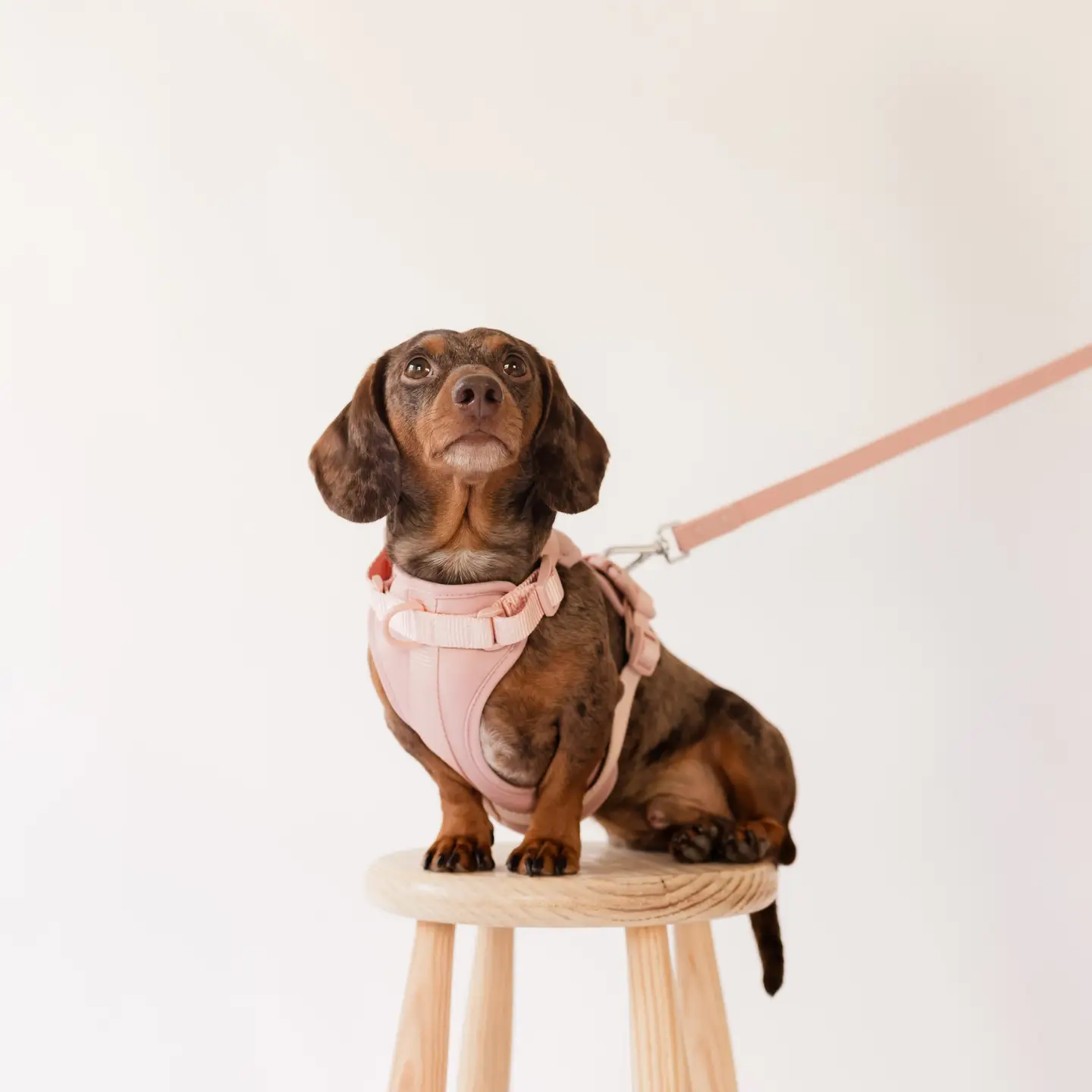 Harnas in Neoprene Roze - Afbeelding 4